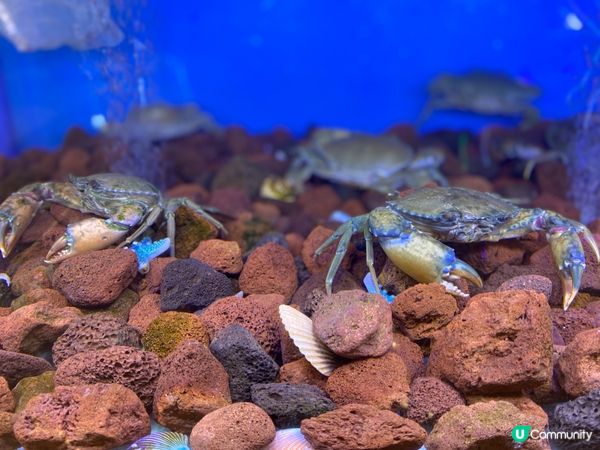 🦀 胖哥倆肉蟹煲試食報告！