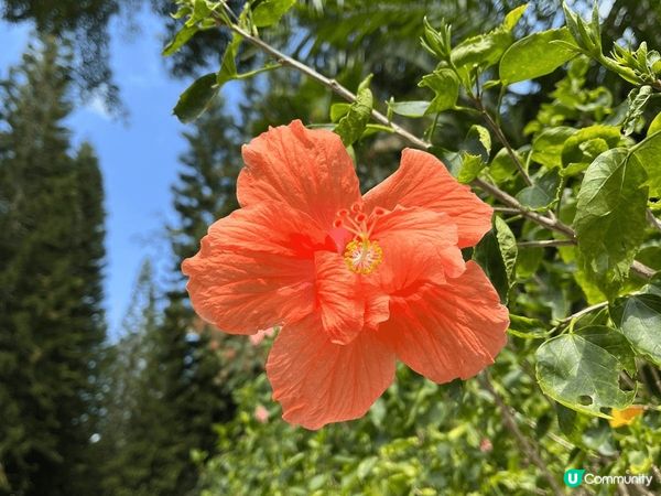 深圳超大園林藝術公園