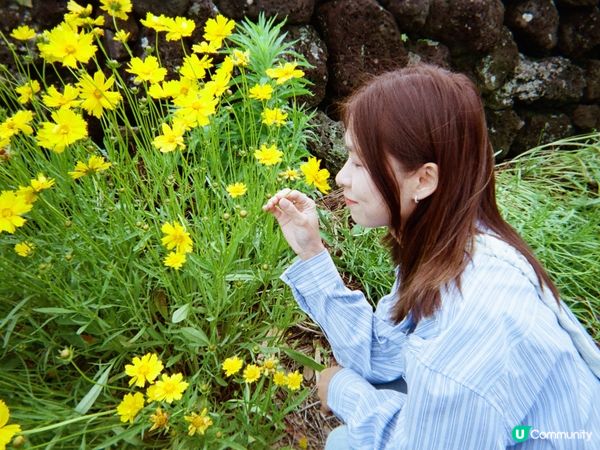 濟州真係一個好靚嘅地方 有無敵清澈嘅大海景同周圍都佈滿花海🌼