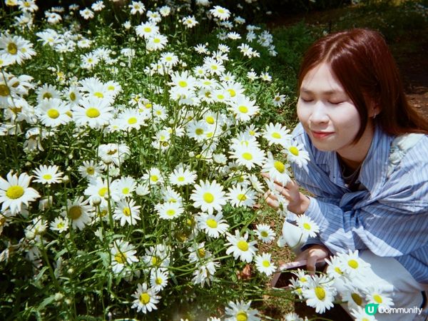 濟州真係一個好靚嘅地方 有無敵清澈嘅大海景同周圍都佈滿花海🌼
