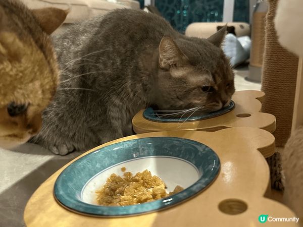 超級鍾意食嘢嘅小怪獸:) 食緊自己嗰碗都要望住隔離細佬嗰碗😅...
