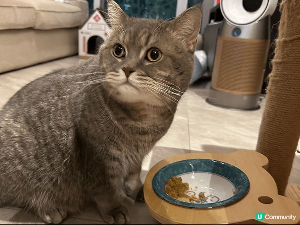 超級鍾意食嘢嘅小怪獸:) 食緊自己嗰碗都要望住隔離細佬嗰碗😅...