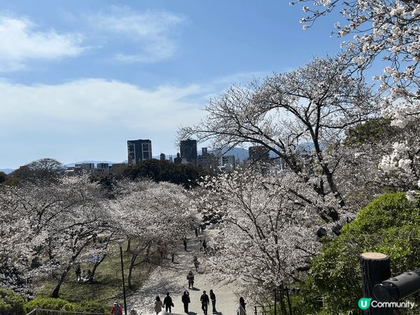 今年三月尾去了日本九州賞櫻，福岡西公園櫻花盛放，除了有食物攤...