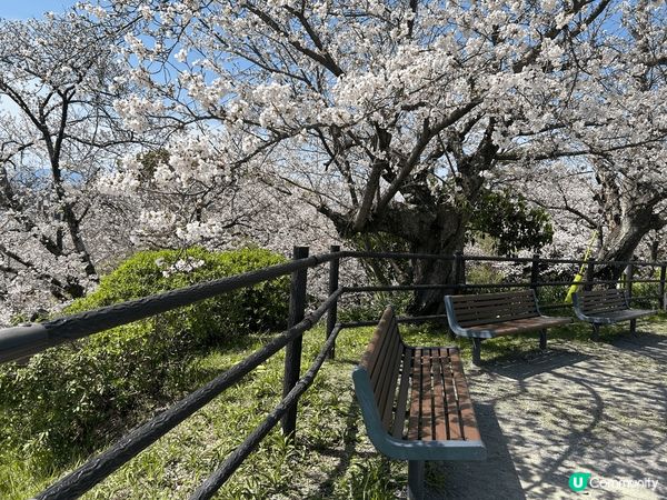 今年三月尾去了日本九州賞櫻，福岡西公園櫻花盛放，除了有食物攤...