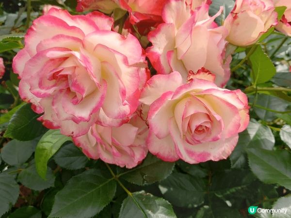 位於名古屋嘅鶴舞公園玫瑰園係一個好靚嘅打卡地點，鮮豔盛放嘅各...