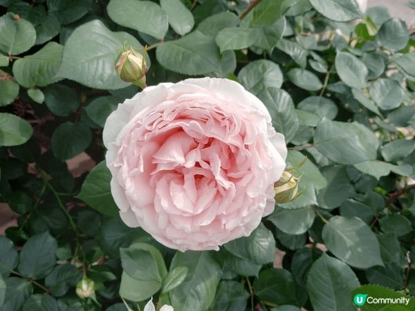 位於名古屋嘅鶴舞公園玫瑰園係一個好靚嘅打卡地點，鮮豔盛放嘅各...