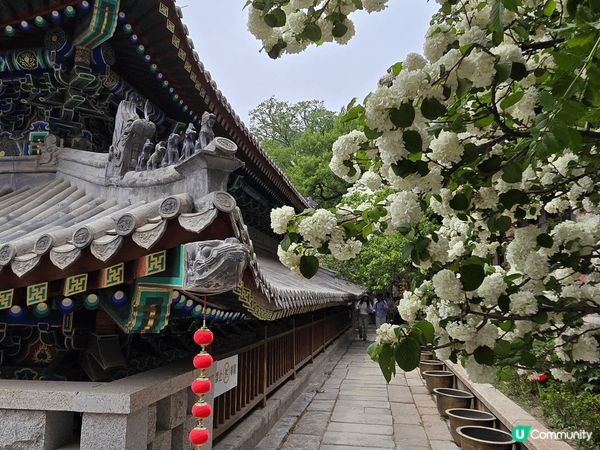 #青島 #嶗山 #華嚴景區