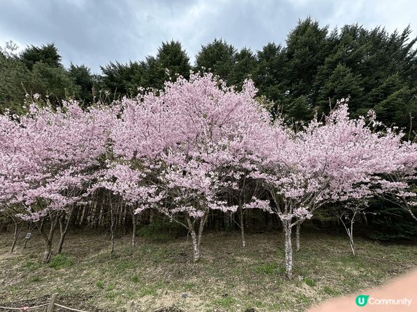 日本富士山之旅，在附近拍攝的花海及風景就像一副風景畫真係令心...