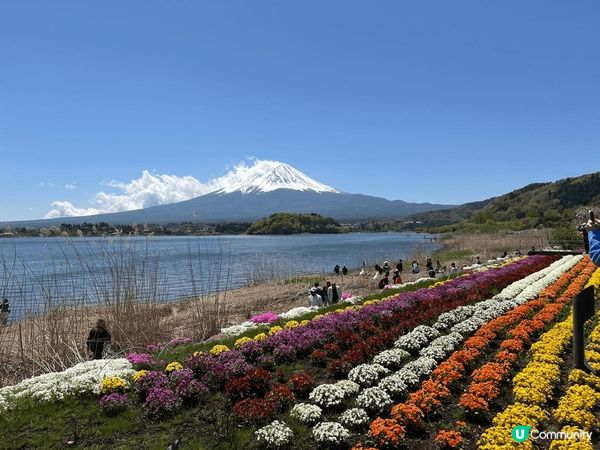 日本富士山之旅，在附近拍攝的花海及風景就像一副風景畫真係令心...