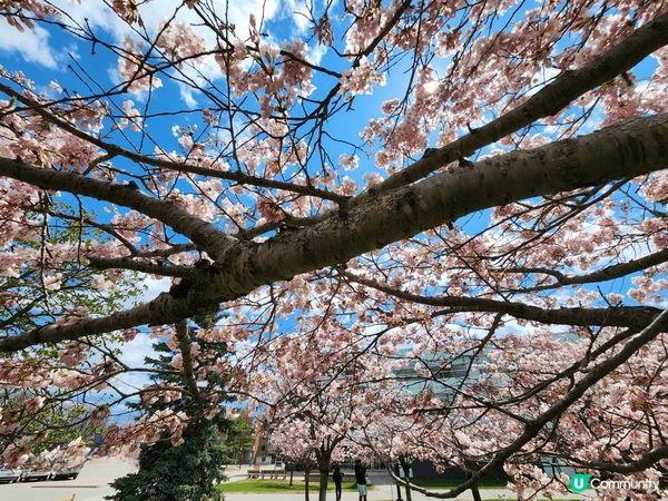 The Sakura Grove真係超靚😍，有好多櫻花樹🌸，...
