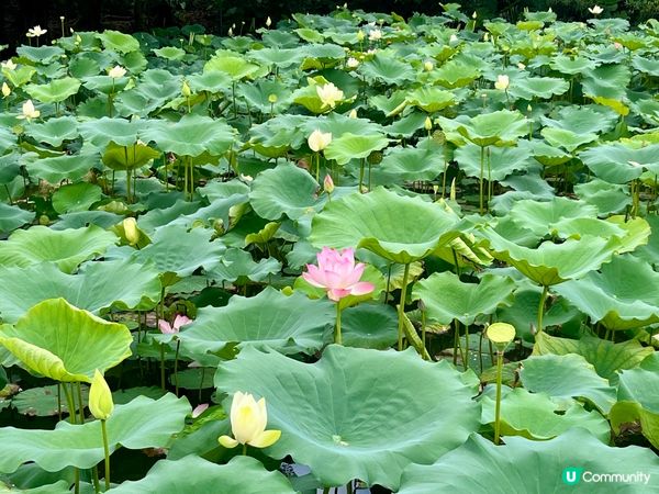 洪湖公園賞荷花🌸！粉紅白花海，打卡影靚相📸！