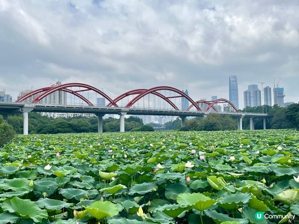 洪湖公園賞荷花🌸！粉紅白花海，打卡影靚相📸！