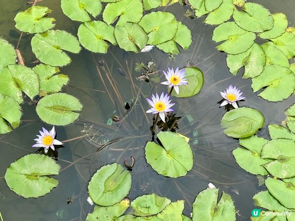 洪湖公園賞荷花🌸！粉紅白花海，打卡影靚相📸！