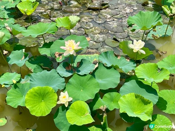 洪湖公園賞荷花🌸！粉紅白花海，打卡影靚相📸！