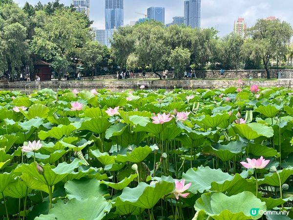 洪湖公園賞荷花🌸！粉紅白花海，打卡影靚相📸！