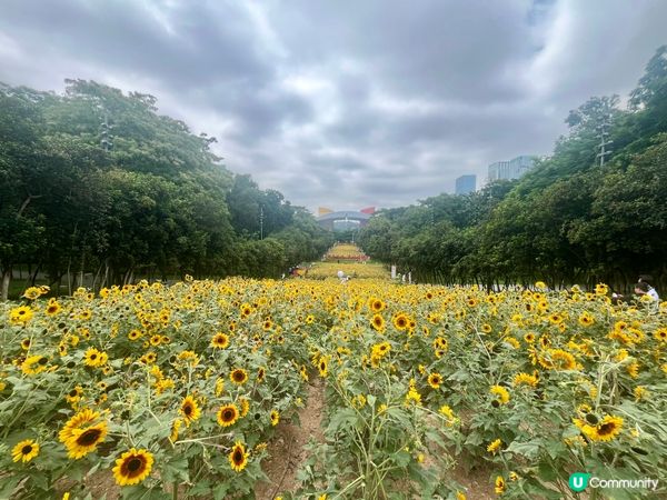 深圳向日葵🌻花海！打卡靚相📸，你去咗未？