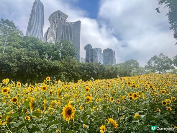 深圳向日葵🌻花海！打卡靚相📸，你去咗未？