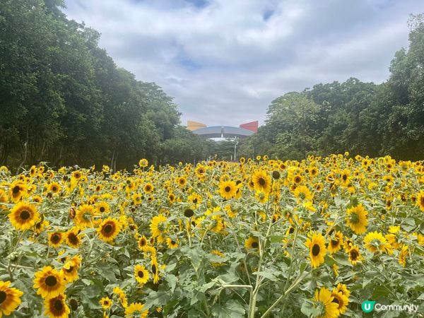深圳向日葵🌻花海！打卡靚相📸，你去咗未？