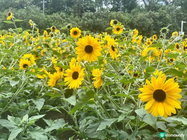 深圳向日葵🌻花海！打卡靚相📸，你去咗未？