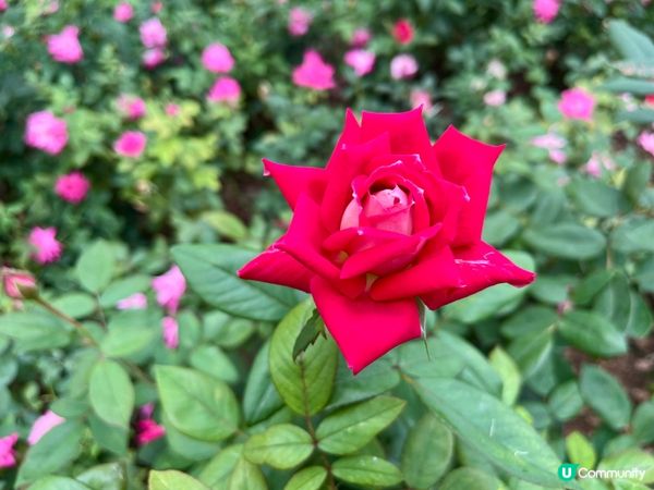香蜜公園月季花海🌸 拍拖一流！