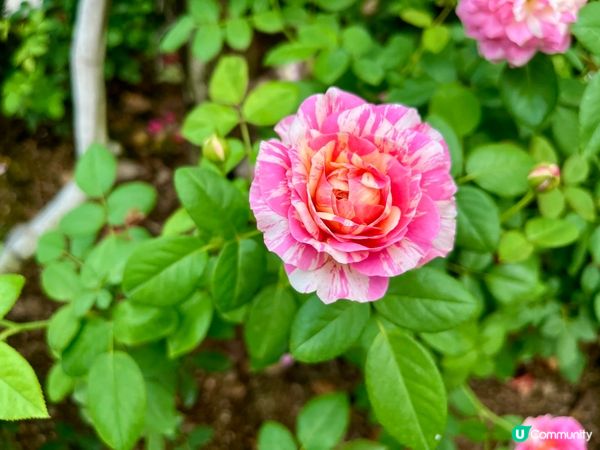 香蜜公園月季花海🌸 拍拖一流！