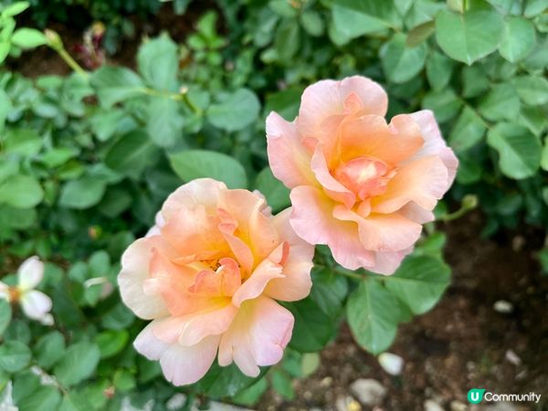 香蜜公園月季花海🌸 拍拖一流！