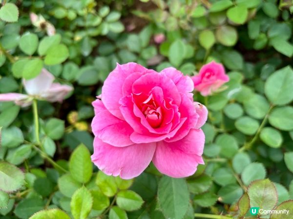 香蜜公園月季花海🌸 拍拖一流！