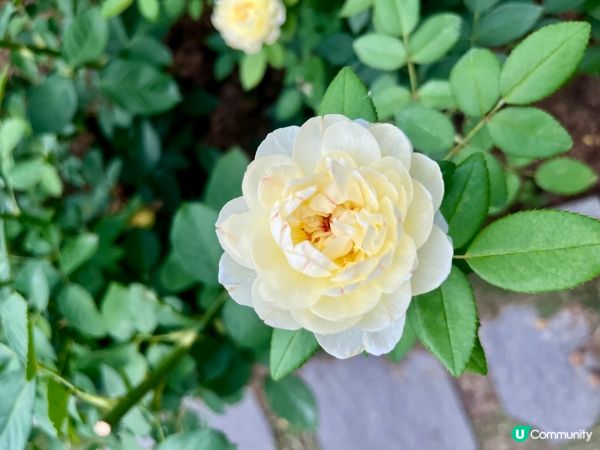 香蜜公園月季花海🌸 拍拖一流！