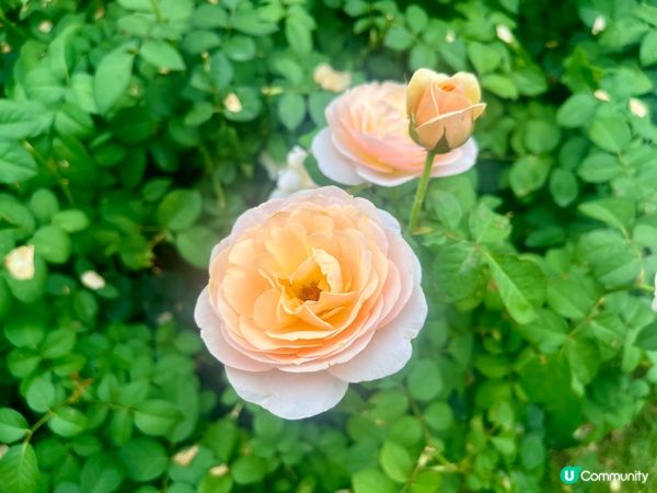 香蜜公園月季花海🌸 拍拖一流！