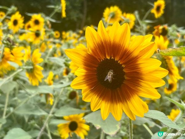 深圳向日葵🌻花海！打卡靚相📸，你去咗未？