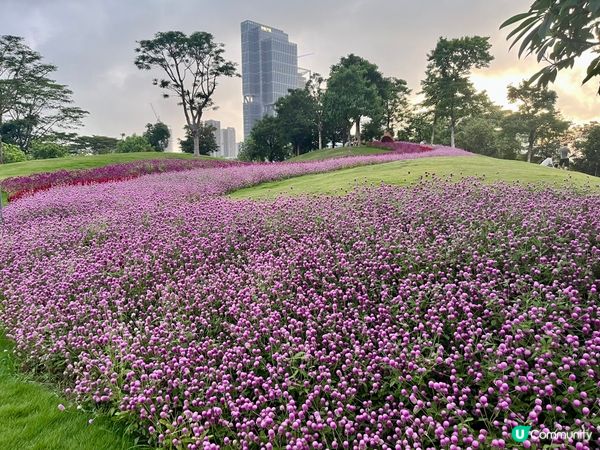 深圳隱世公園🌸！千日紅花海打卡📸！