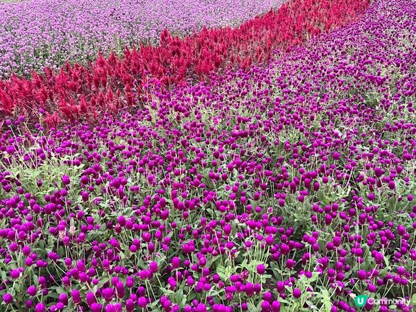 深圳隱世公園🌸！千日紅花海打卡📸！