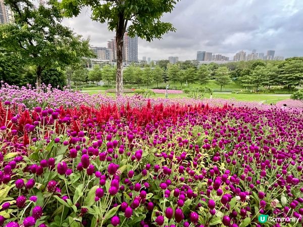 深圳隱世公園🌸！千日紅花海打卡📸！
