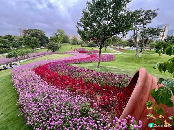 深圳隱世公園🌸！千日紅花海打卡📸！