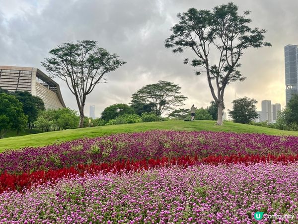 深圳隱世公園🌸！千日紅花海打卡📸！