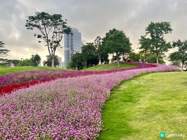 深圳隱世公園🌸！千日紅花海打卡📸！