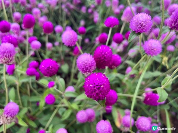 深圳隱世公園🌸！千日紅花海打卡📸！