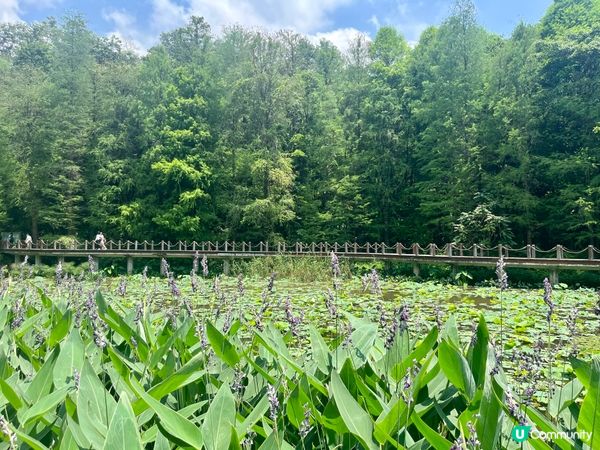 深圳仙湖公園一日遊🏞️！郊遊Feel！🚌