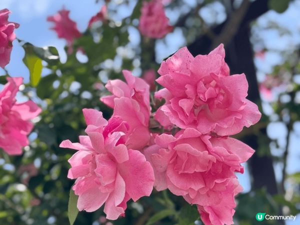 海之中道海濱公園好chill地方🥰我租左3小時單車，但其實影...