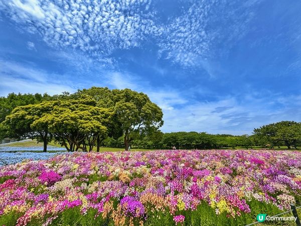 海之中道海濱公園好chill地方🥰我租左3小時單車，但其實影...