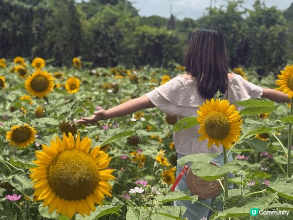 元朗信芯園，太陽花開得好靚，園內唔少打卡位呀，值得一來！