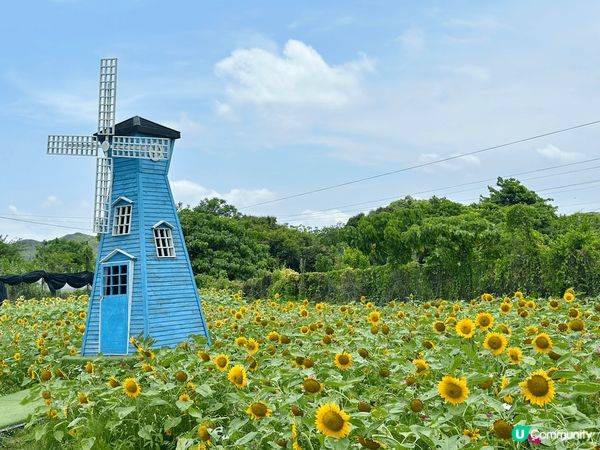 元朗信芯園，太陽花開得好靚，園內唔少打卡位呀，值得一來！