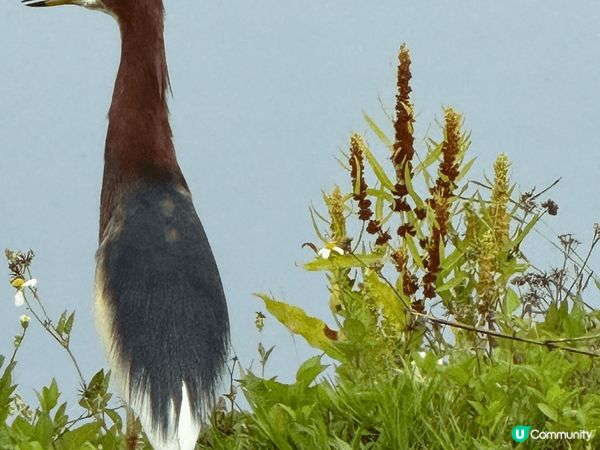 上水塱原自然生態公園是一個結合濕地保育、農耕作業與自然教育於...