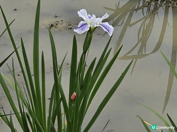 上水塱原自然生態公園是一個結合濕地保育、農耕作業與自然教育於...