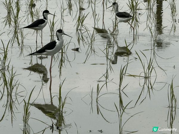 上水塱原自然生態公園是一個結合濕地保育、農耕作業與自然教育於...