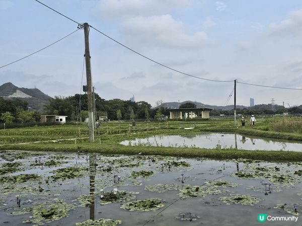 上水塱原自然生態公園是一個結合濕地保育、農耕作業與自然教育於...