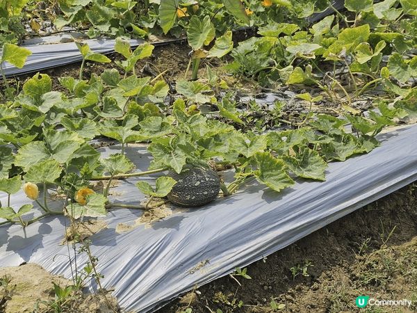 上水塱原自然生態公園是一個結合濕地保育、農耕作業與自然教育於...