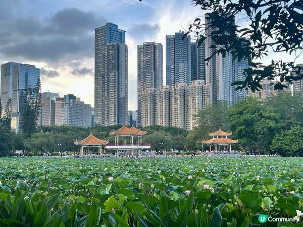 洪湖公園南邊遊，荷花仙氣爆棚！🌸✨