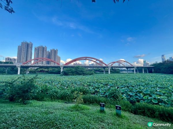 洪湖公園南邊遊，荷花仙氣爆棚！🌸✨