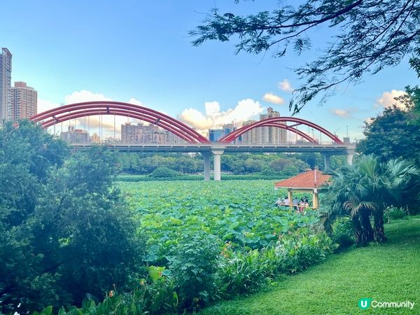 洪湖公園南邊遊，荷花仙氣爆棚！🌸✨